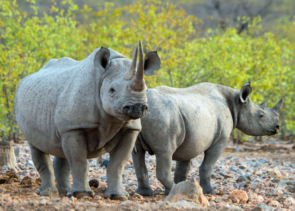 Southern white rhinos in Namibia