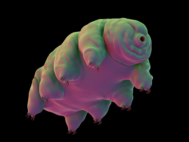 Image of a tardigrade