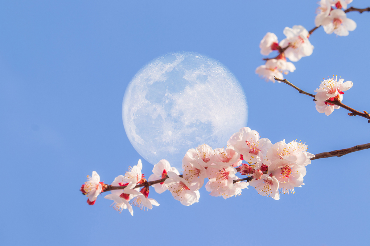 Flower Moon Full Moon Spiritual Meaning