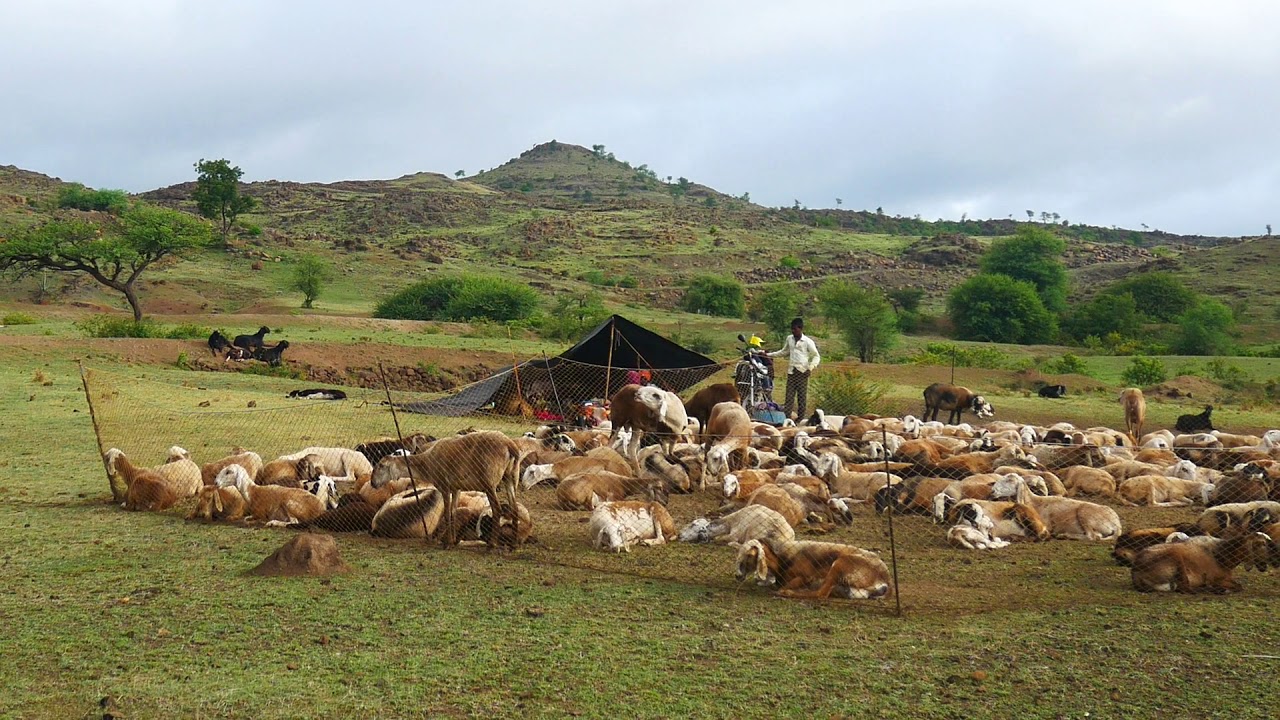 Sustainable Rangeland Management Practices