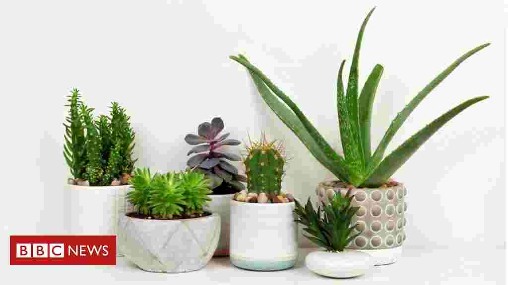 Are your houseplants bad for the environment?