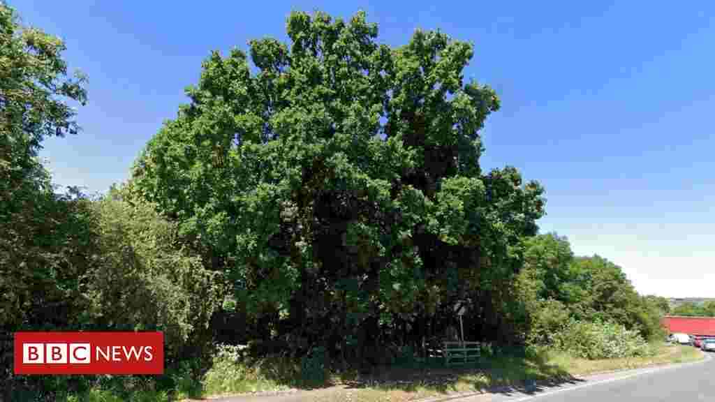 Northamptonshire oak: 5,000-strong petition could save tree