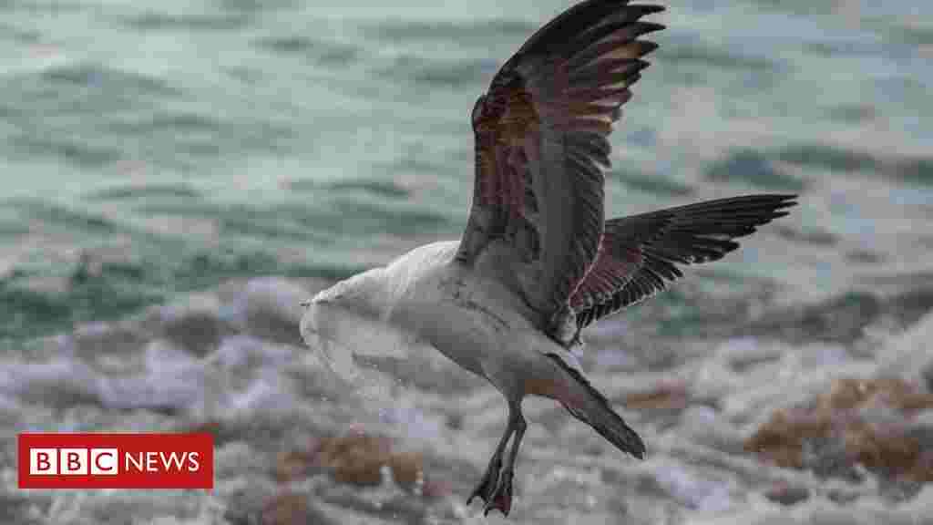 Plastic pollution: 'Hidden' chemicals build up in seabirds