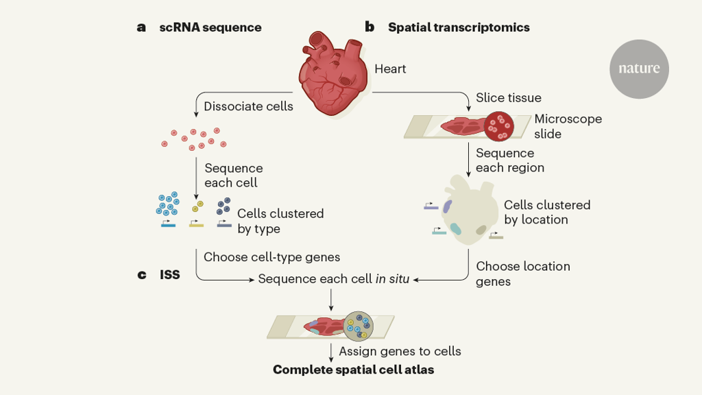 Techniques converge to map the developing human heart at single-cell level