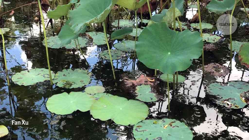 Rubber leaves reveal the physics of the floating lotus