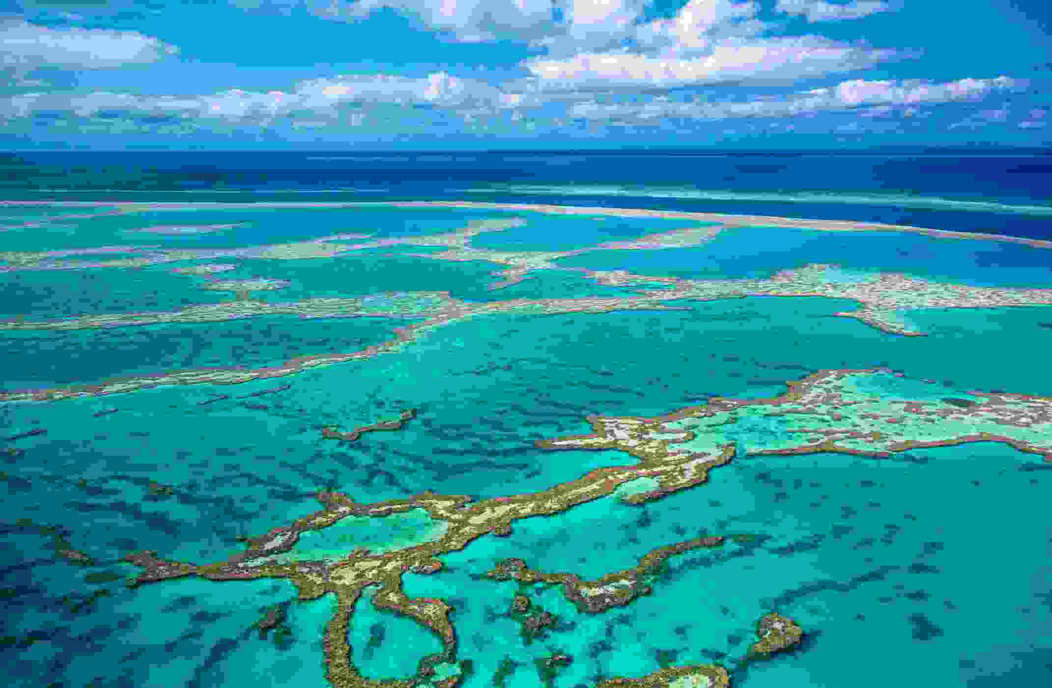 How researchers are trying to save the Great Barrier Reef