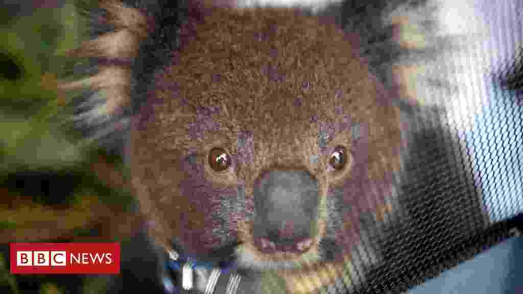 Koalas found dead on Australia logging plantation