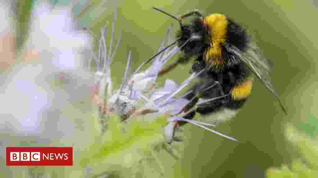 Climate change: Loss of bumblebees driven by 'climate chaos'