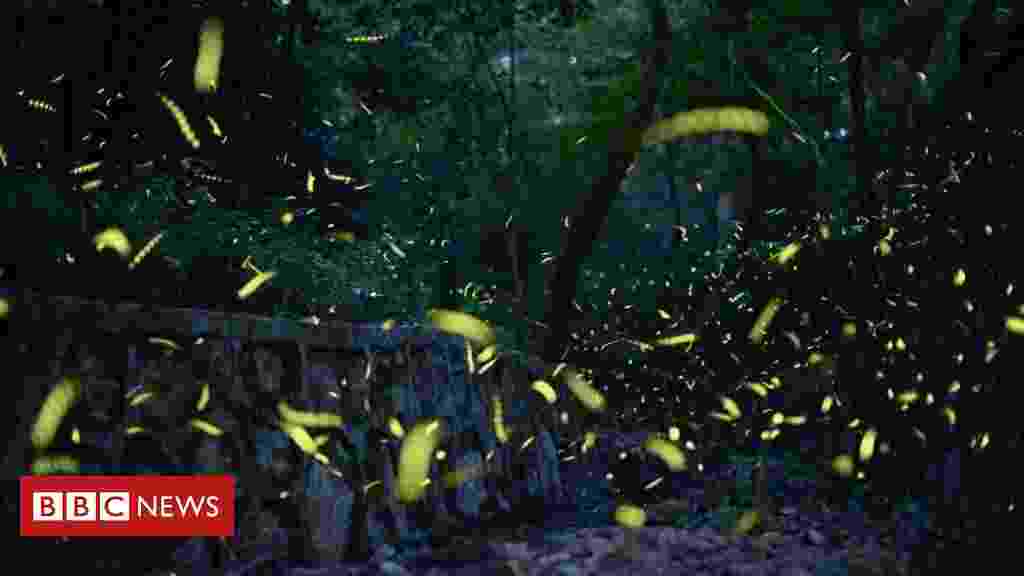 Fireflies face extinction risk - and tourists are partly to blame