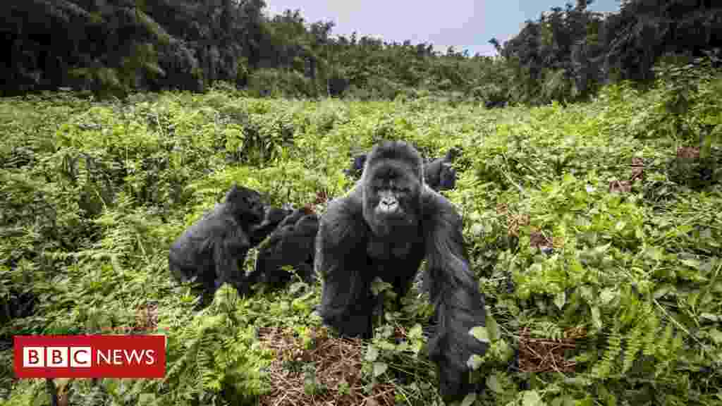 Four rare mountain gorillas 'die in Uganda lightning strike'