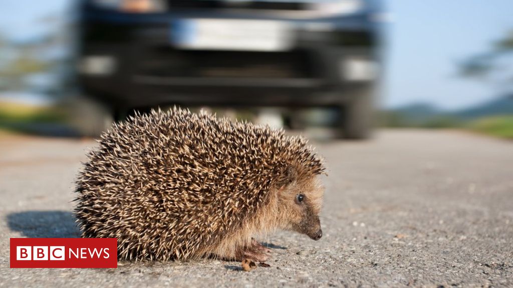 Nottingham Trent University study to assess impact of traffic on hedgehogs