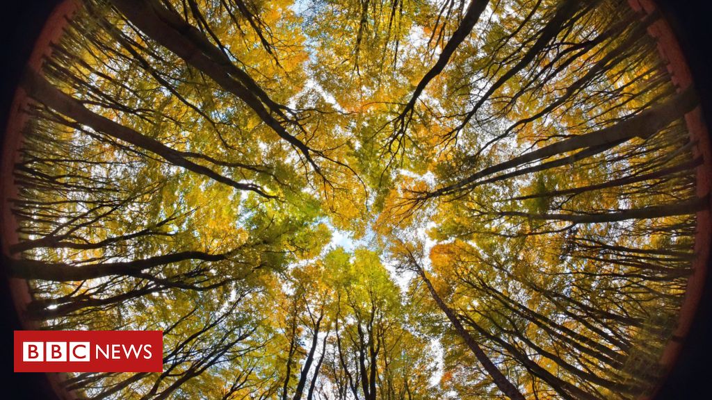 Climate change: Will planting millions of trees really save the planet?