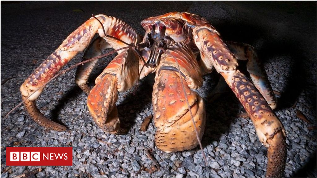 Christmas Island: 'A giant robber crab stole my camera'