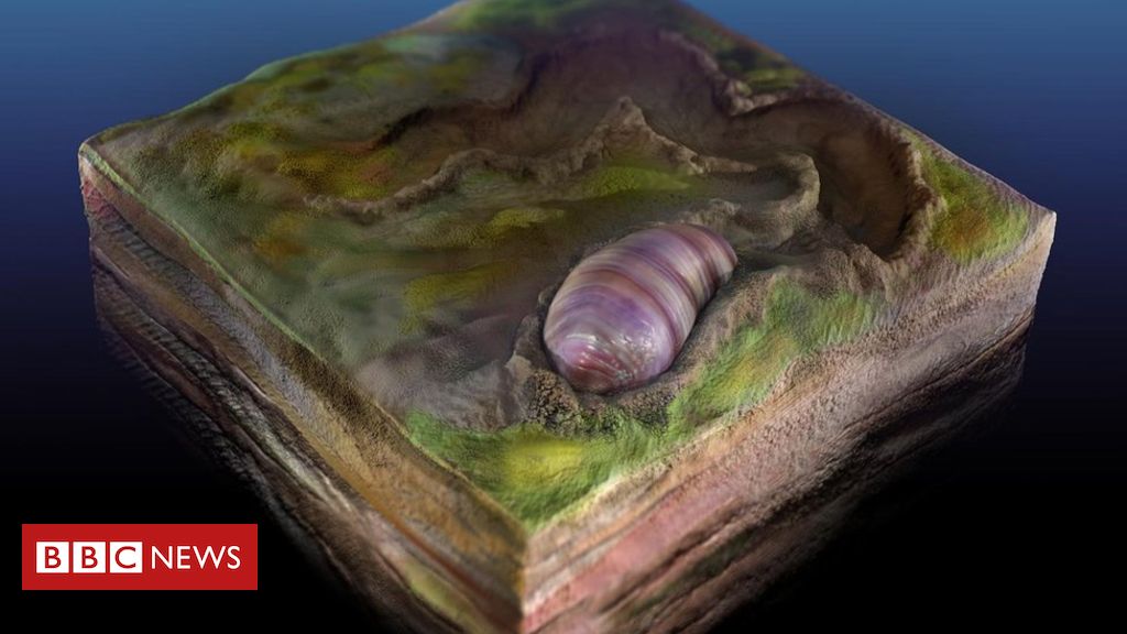 Fossil worm shows us our evolutionary beginnings
