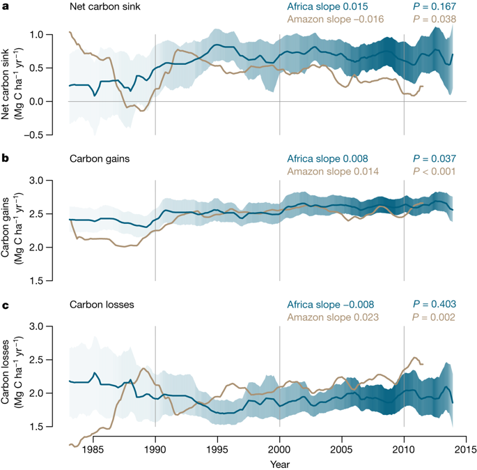 Asynchronous carbon sink saturation in African and Amazonian tropical forests