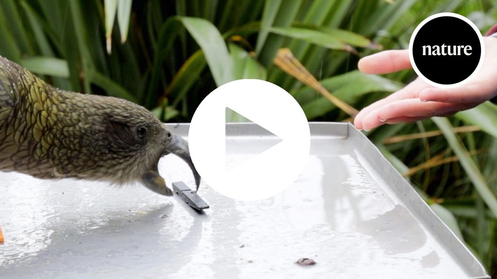 The parrots that understand probabilities