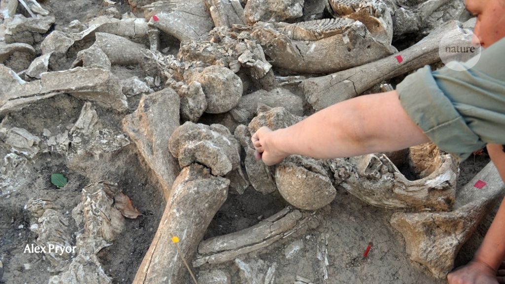 Huge mammoth-bone hut could be a Stone Age larder