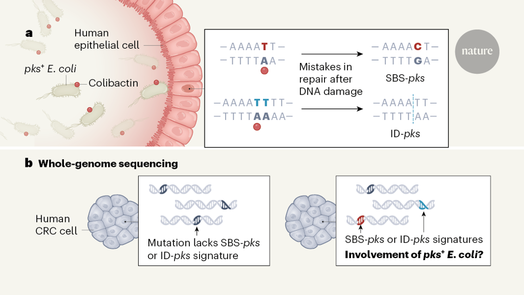 A mutational signature that can be made by a bacterium arises in human colon cancer