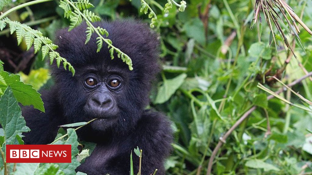 Coronavirus: Great apes on lockdown over threat of disease