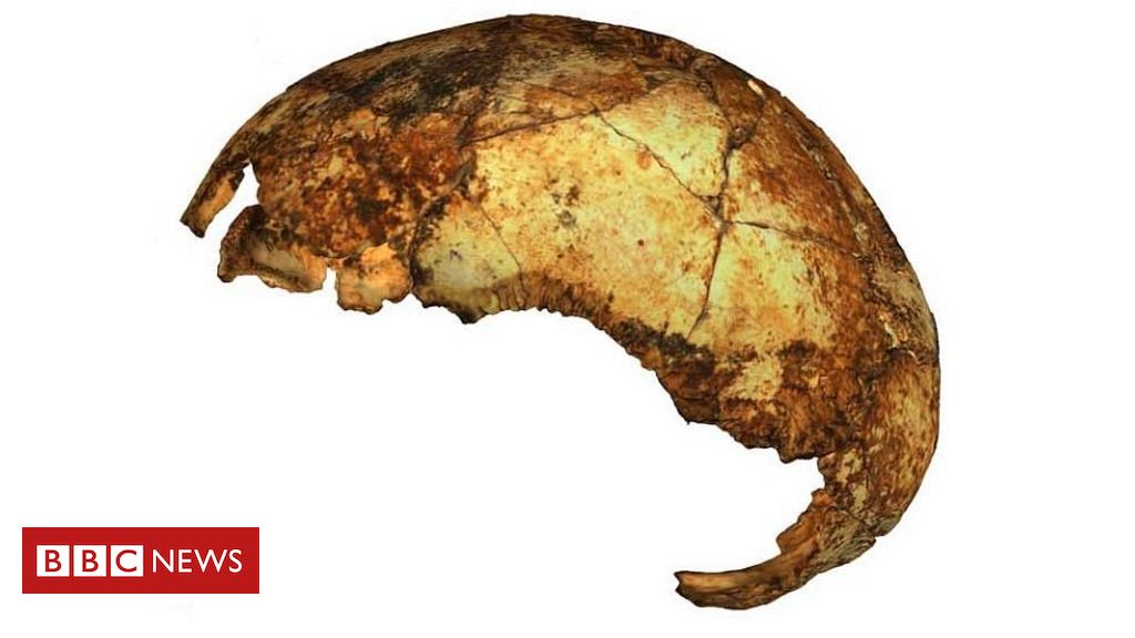 Three human-like species lived side-by-side in ancient Africa