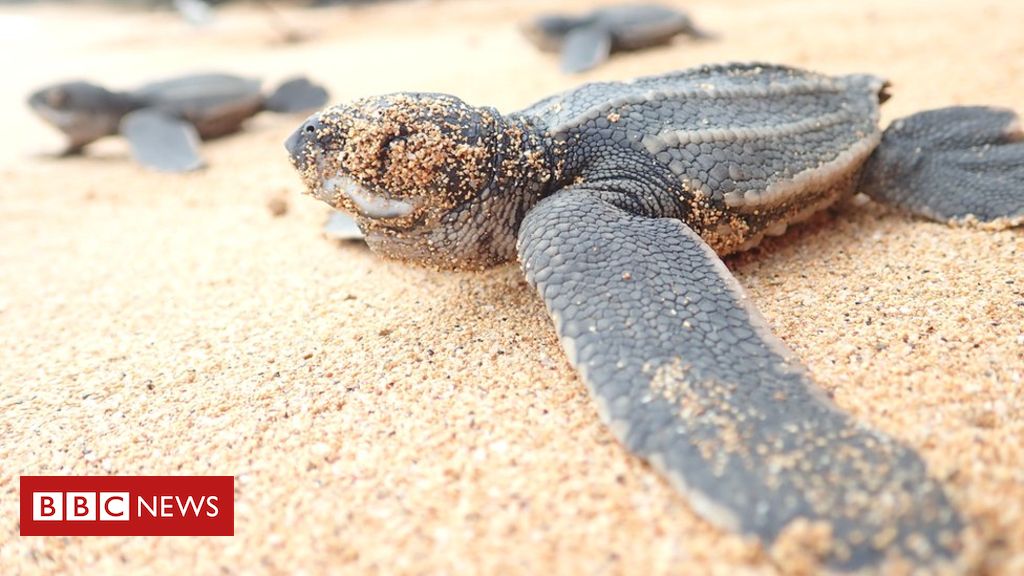 10 years to save 'worlds most threatened sea turtle'
