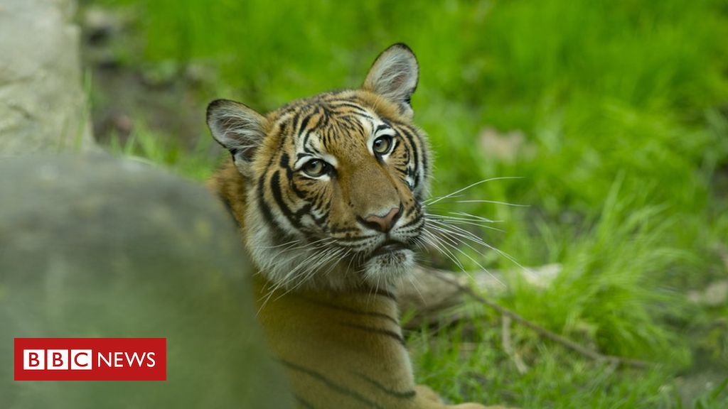 Coronavirus: Tiger at Bronx Zoo tests positive for Covid-19