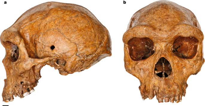 Dating the skull from Broken Hill, Zambia, and its position in human evolution