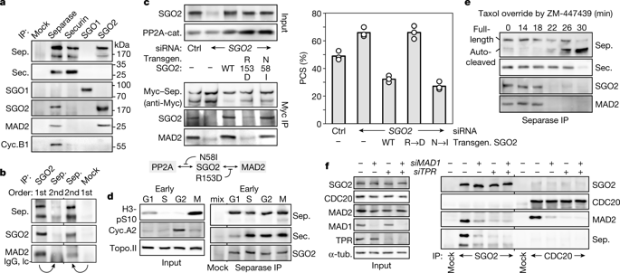 Securin-independent regulation of separase by checkpoint-induced shugoshinMAD2