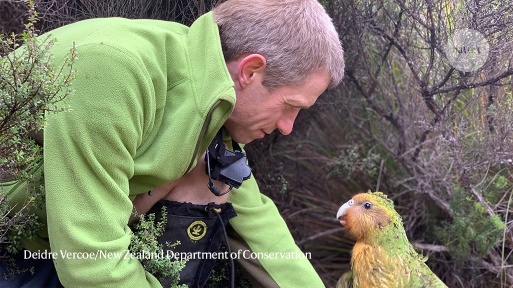 To look after these birds is to fall in love with them