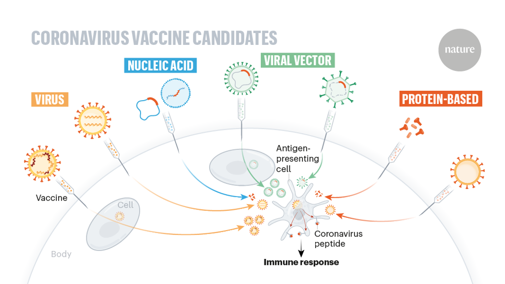 The race for coronavirus vaccines: a graphical guide