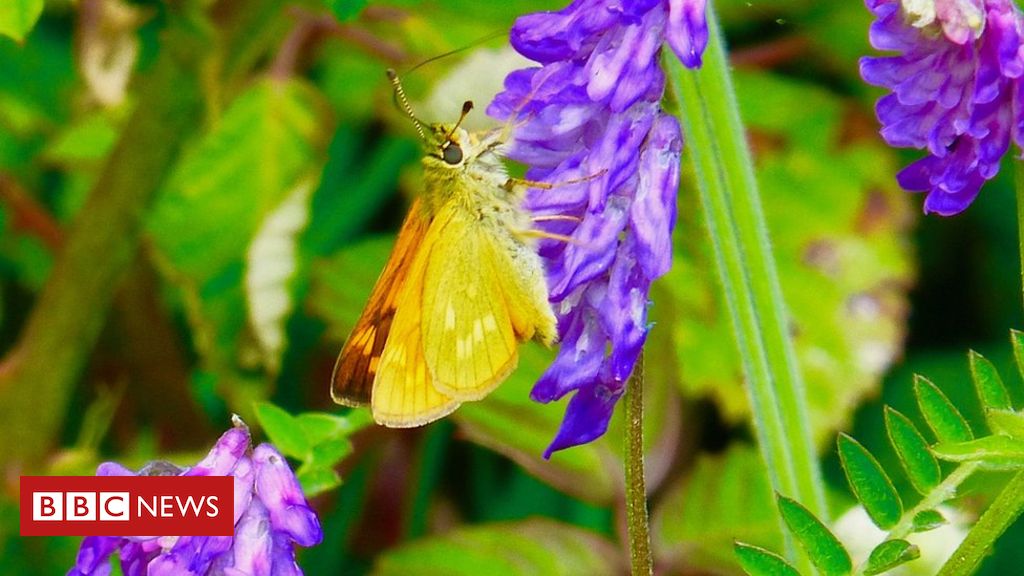 Nature crisis: Moths have 'secret role' as crucial pollinators