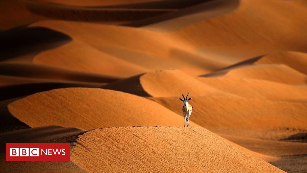 Coronavirus puts spotlight on landmark year for nature