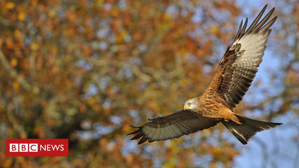 'Surge' in illegal bird of prey killings since lockdown
