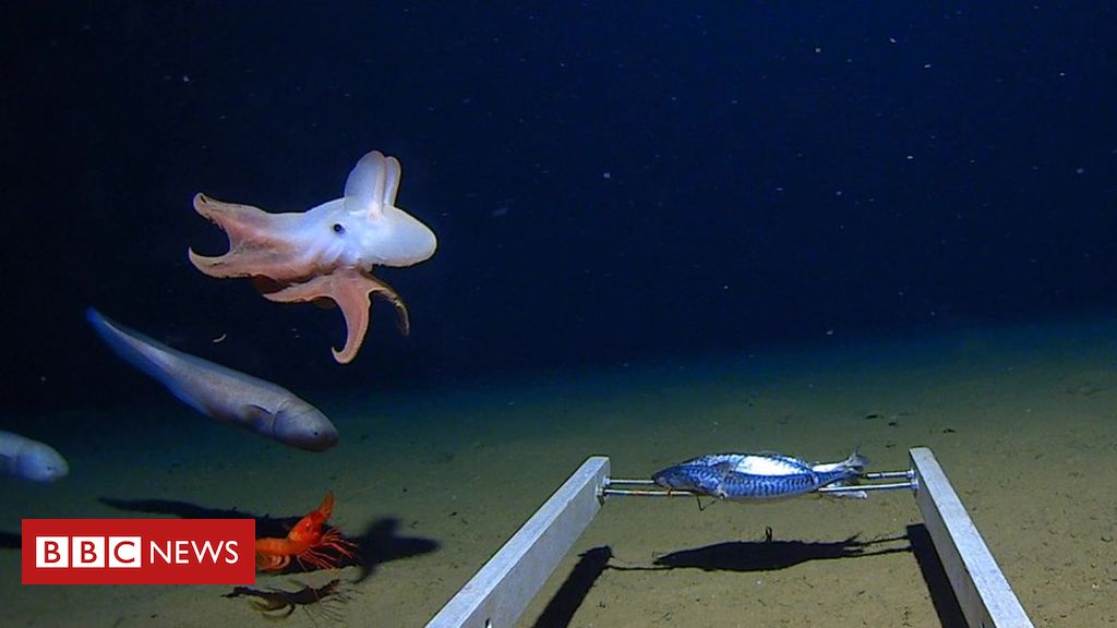 World's deepest octopus captured on camera