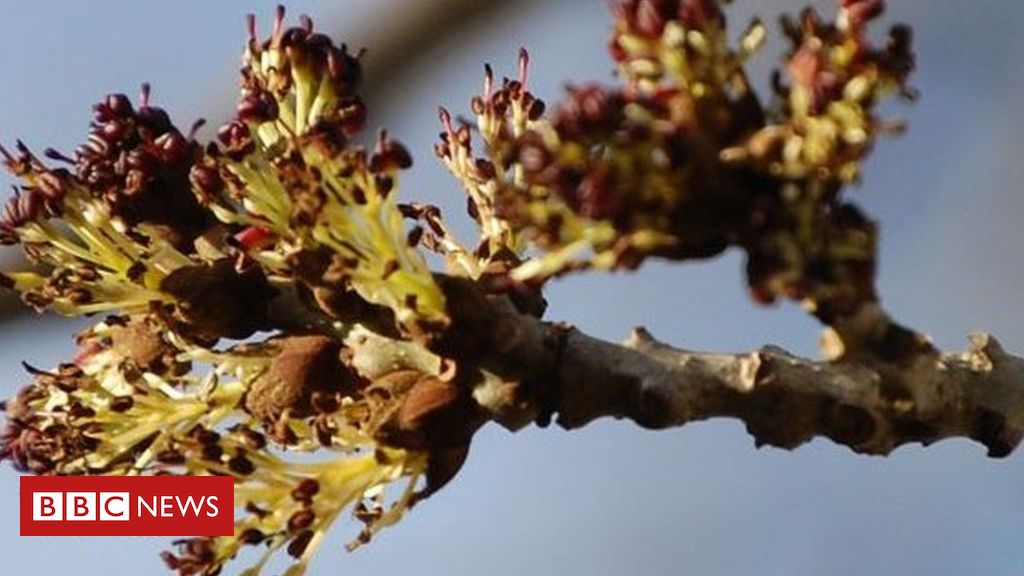 Certain landscapes show resistance to ash dieback