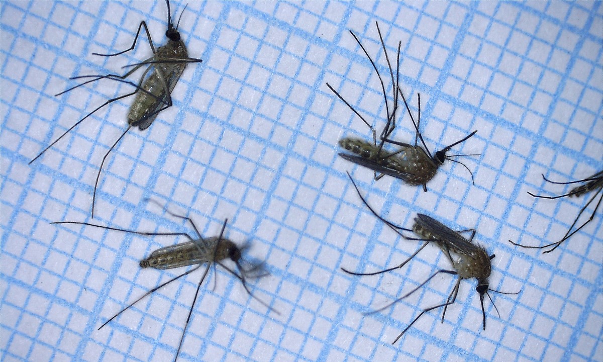 Lidar tracks mosquito behaviour by monitoring wingbeats - Physics World