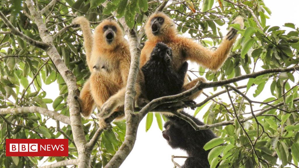 Conservation: Glimmer of hope for world's rarest primate