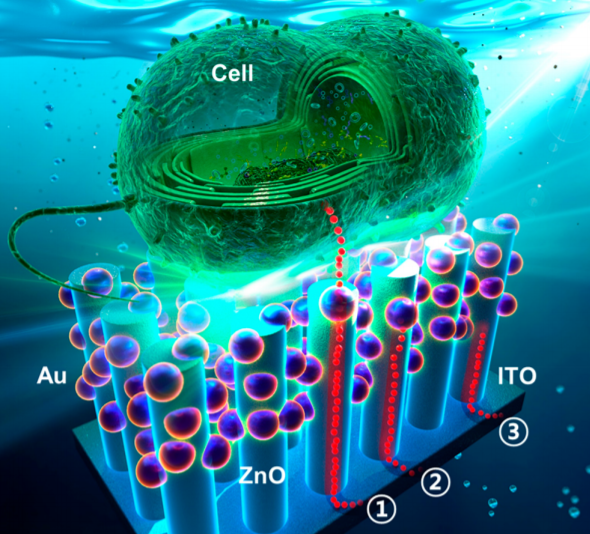 Cyanobacteria and nanomaterials give solar cell a boost - Physics World
