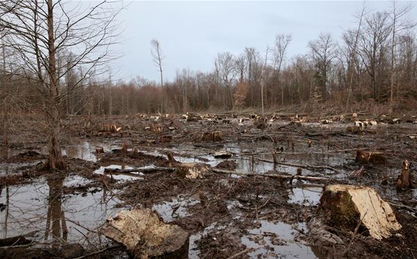 Cut Carbon Not Forests: Hard-Hitting Campaign Urges UK Policymakers To Build A True Clean Energy Economy And End Dirty Biomass Subsidies