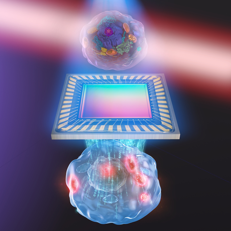 Biochemical quantitative phase imaging goes photothermal - Physics World