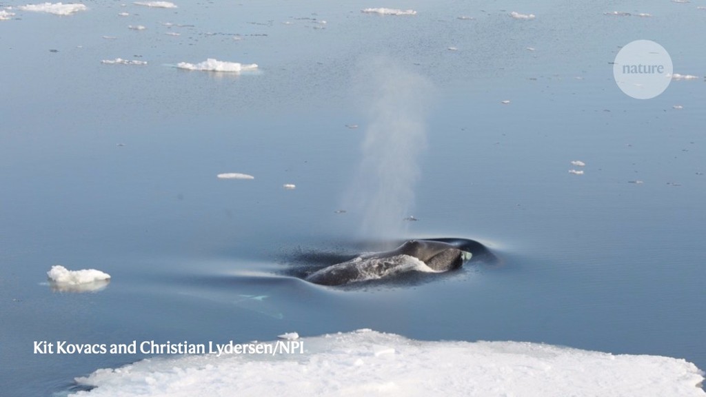 A secluded icy fortress shelters rare whales