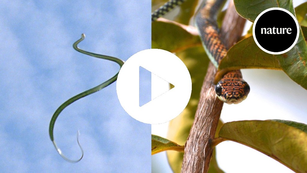 How flying snakes stay stable while gliding through the air
