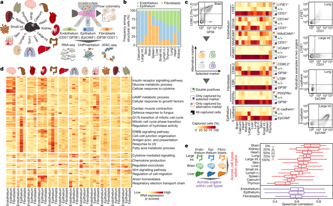 Structural cells are key regulators of organ-specific immune responses