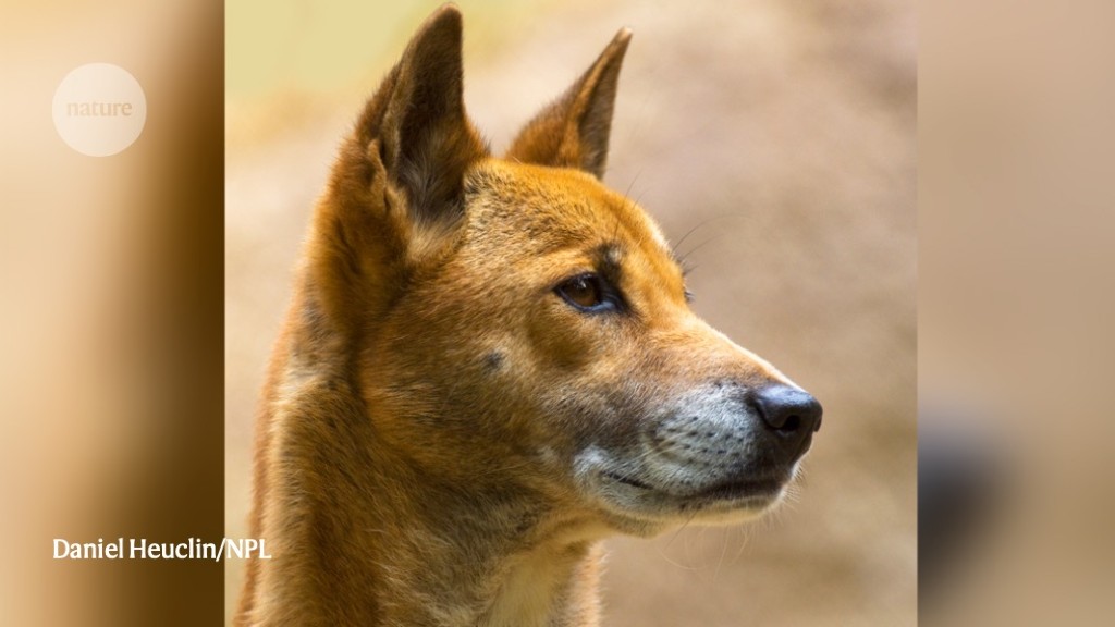 Ancient dog DNA reveals 11,000 years of canine evolution