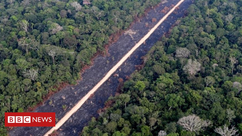 Climate change: Protecting the rainforest through your shopping basket