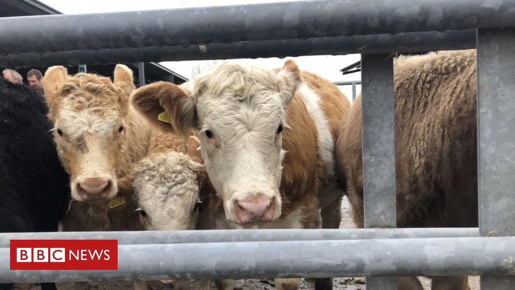 Brexit: Ministers unveil next steps in England's farming policy