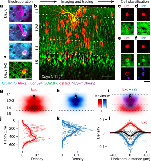 Spatial connectivity matches direction selectivity in visual cortex