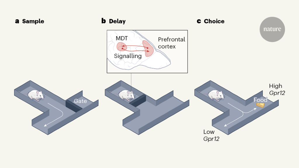 Genetic variability of memory performance is explained by differences in the brains thalamus