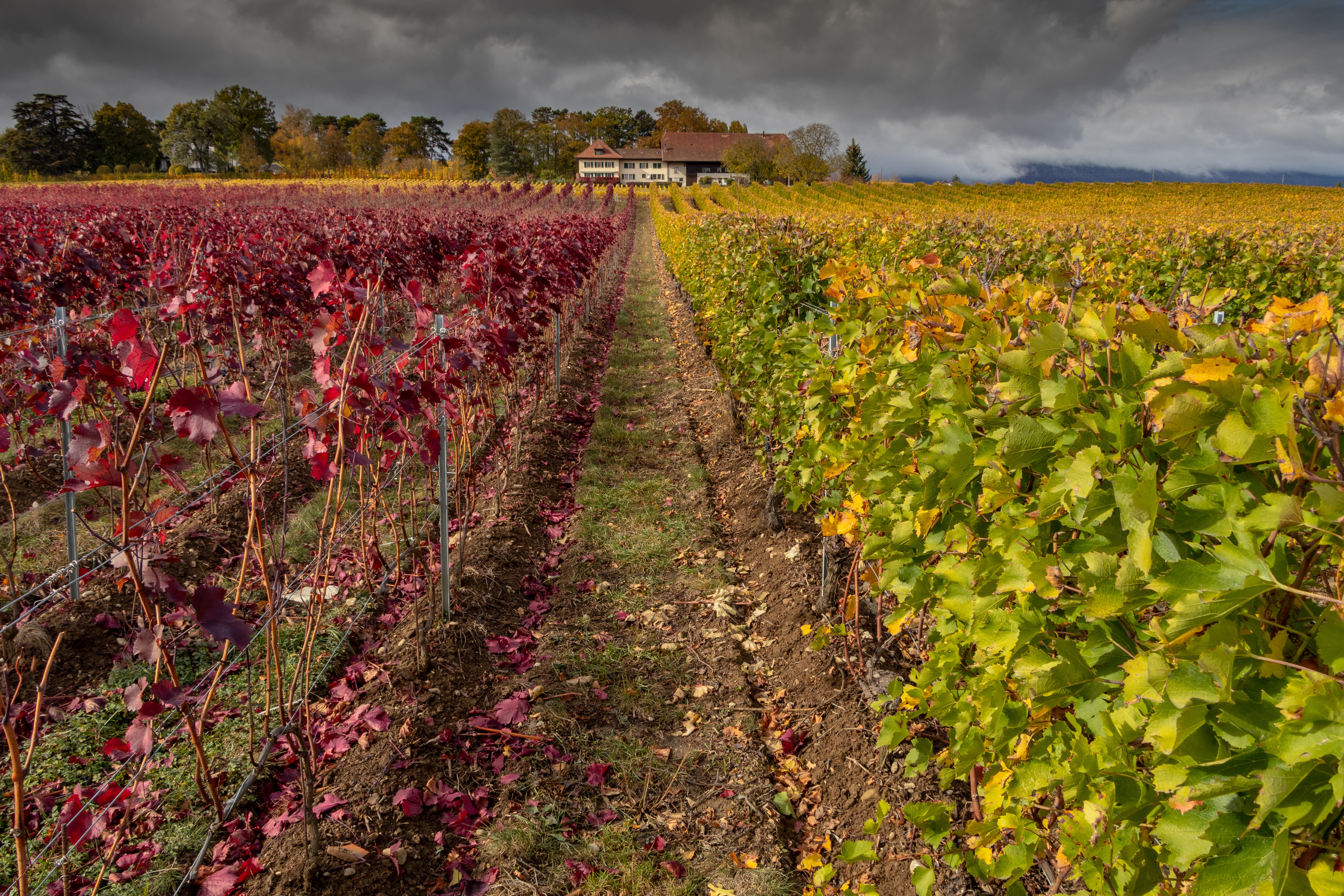 America is hungrier than ever for sustainable food systems. Can we build them? 